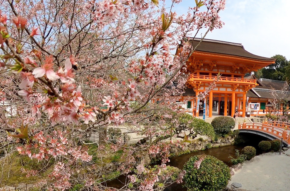 自撮り棒Smatreeで桜の花をより近く接写する | ネクストワンWeb